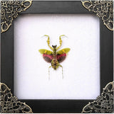 VinaTimes Real Framed Flower Mantis Dead Insect Dried Green Beetle Shadow Box White Wooden Frame Taxidermy Specimen Display Oddity Tabletop Standable Wall Hanging Home Decor K12-62-TR